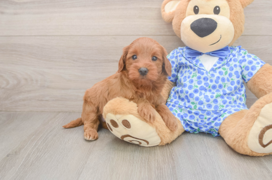 Petite Mini Irish Doodle Poodle Mix Pup
