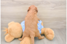 Mini Irish Doodle Puppy for Adoption