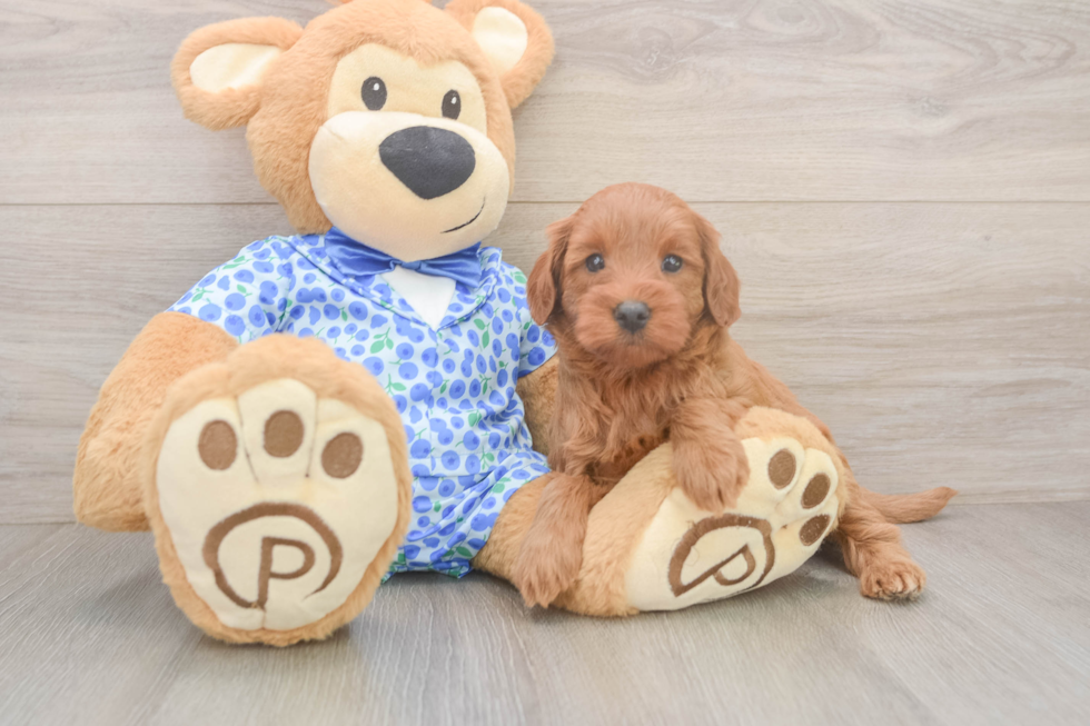 Mini Irish Doodle Pup Being Cute