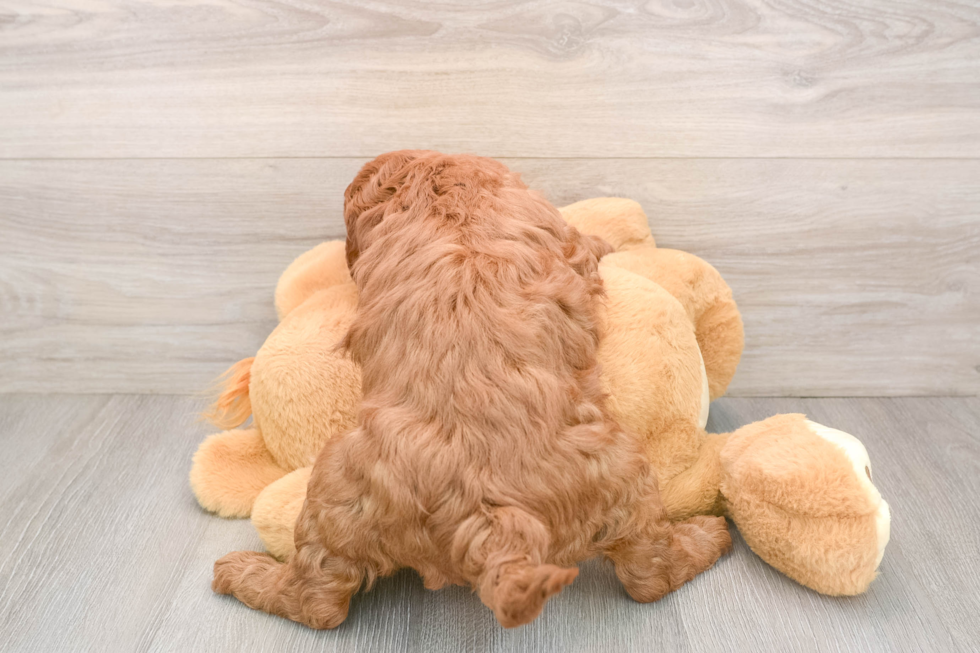 Best Mini Irish Doodle Baby