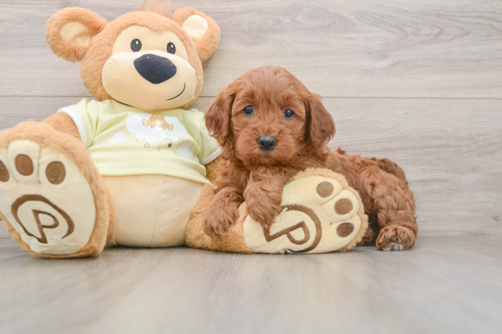 Sweet Mini Irish Doodle Baby