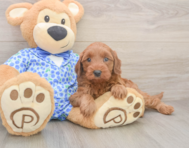 7 week old Mini Irish Doodle Puppy For Sale - Simply Southern Pups