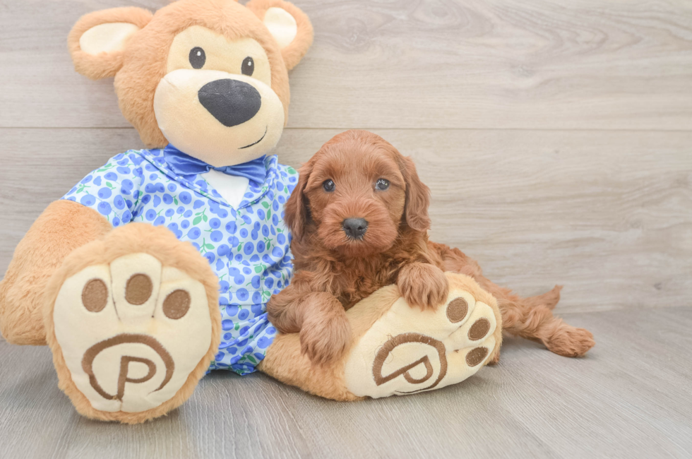 5 week old Mini Irish Doodle Puppy For Sale - Simply Southern Pups