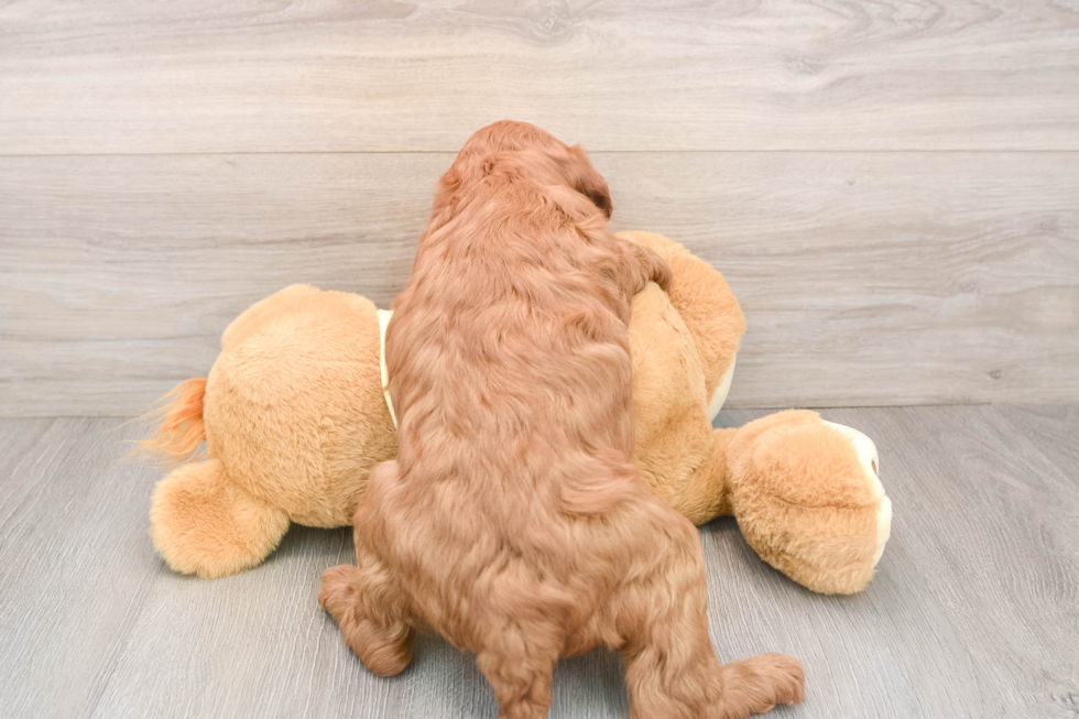 Mini Irish Doodle Puppy for Adoption