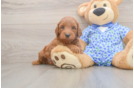 Best Mini Irish Doodle Baby