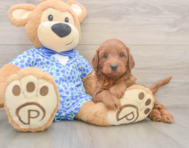 7 week old Mini Irish Doodle Puppy For Sale - Simply Southern Pups