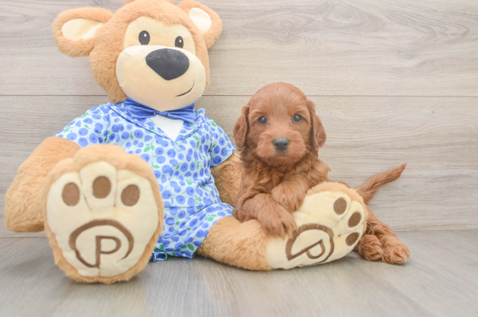 5 week old Mini Irish Doodle Puppy For Sale - Simply Southern Pups