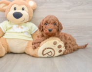 8 week old Mini Irish Doodle Puppy For Sale - Simply Southern Pups