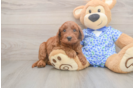 Hypoallergenic Mini Irishdoodle Poodle Mix Puppy