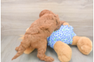 Playful Irish Poodle Poodle Mix Puppy