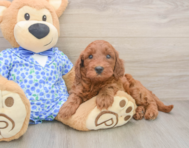 7 week old Mini Irish Doodle Puppy For Sale - Simply Southern Pups