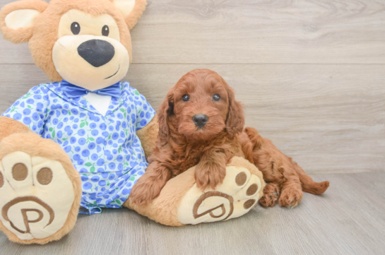 Playful Irish Setterpoo Poodle Mix Puppy