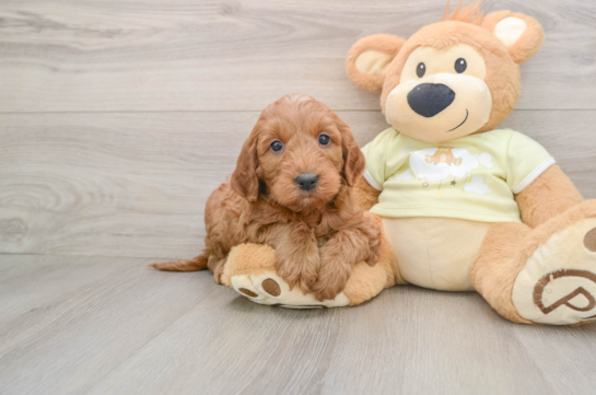 Best Mini Irish Doodle Baby