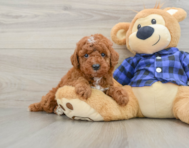 6 week old Mini Irish Doodle Puppy For Sale - Simply Southern Pups