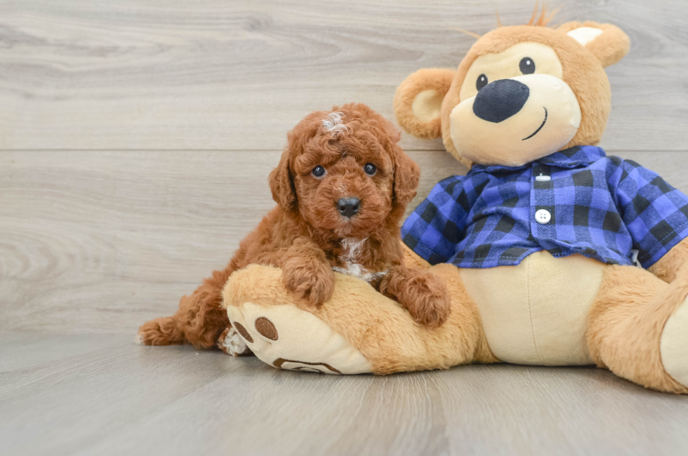 6 week old Mini Irish Doodle Puppy For Sale - Simply Southern Pups