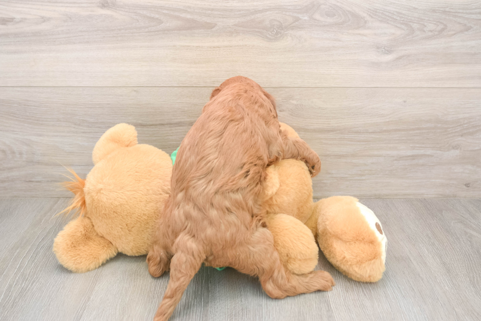 Fluffy Mini Irish Doodle Poodle Mix Pup