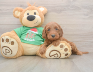 5 week old Mini Irish Doodle Puppy For Sale - Simply Southern Pups