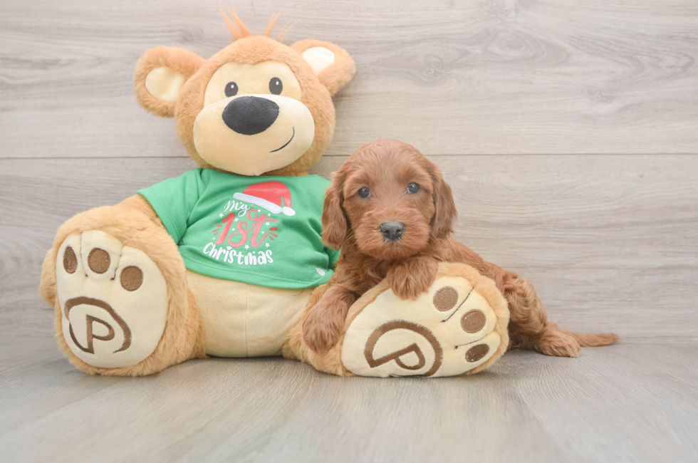 5 week old Mini Irish Doodle Puppy For Sale - Simply Southern Pups