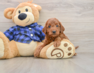 5 week old Mini Irish Doodle Puppy For Sale - Simply Southern Pups