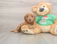 6 week old Mini Irish Doodle Puppy For Sale - Simply Southern Pups