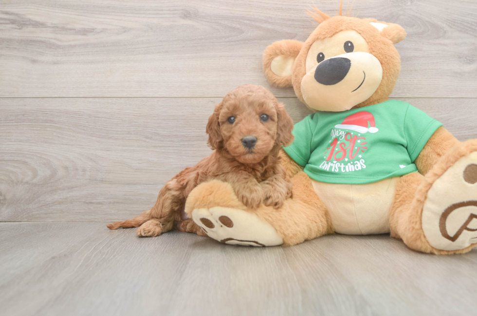 5 week old Mini Irish Doodle Puppy For Sale - Simply Southern Pups