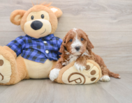 5 week old Mini Irish Doodle Puppy For Sale - Simply Southern Pups