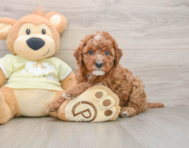 8 week old Mini Irish Doodle Puppy For Sale - Simply Southern Pups