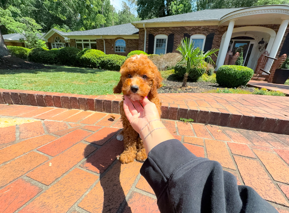Best Mini Irish Doodle Baby