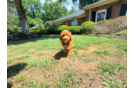 Mini Irish Doodle Puppy for Adoption