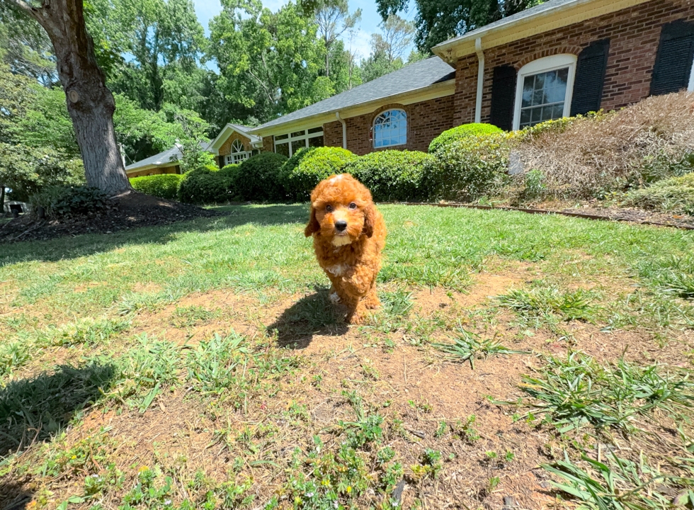 Mini Irish Doodle Puppy for Adoption