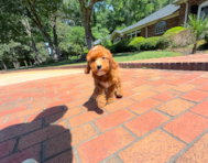 10 week old Mini Irish Doodle Puppy For Sale - Simply Southern Pups