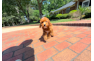 Cute Setterdoodle Poodle Mix Puppy