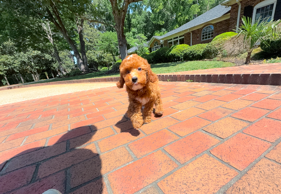 Cute Setterdoodle Poodle Mix Puppy