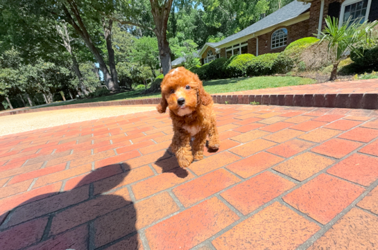 Cute Setterdoodle Poodle Mix Puppy