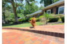 Mini Irish Doodle Puppy for Adoption