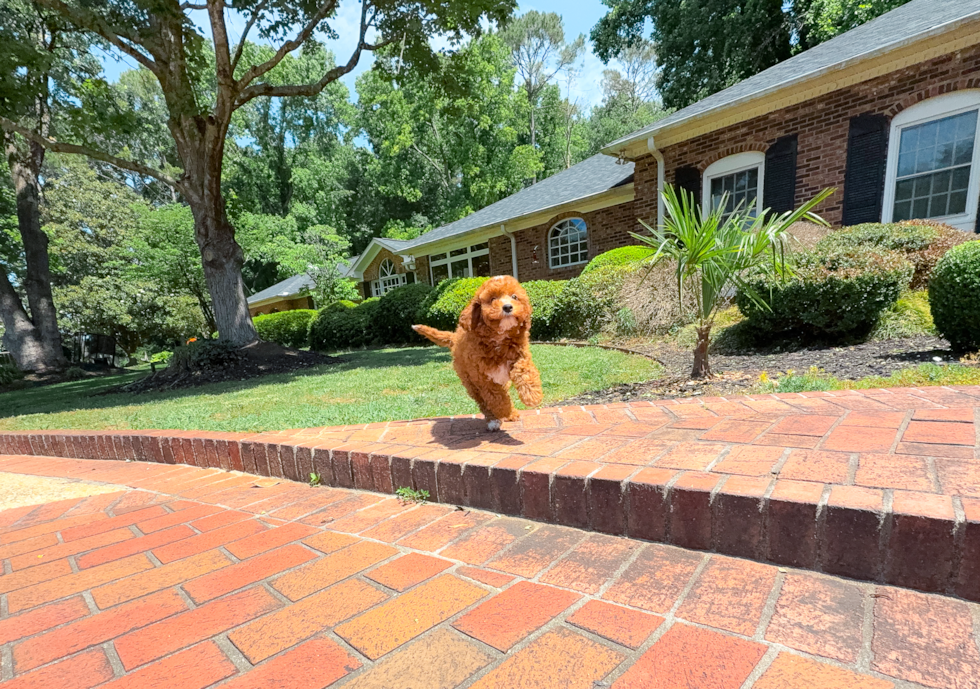 Mini Irish Doodle Puppy for Adoption