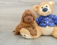 6 week old Mini Irish Doodle Puppy For Sale - Simply Southern Pups