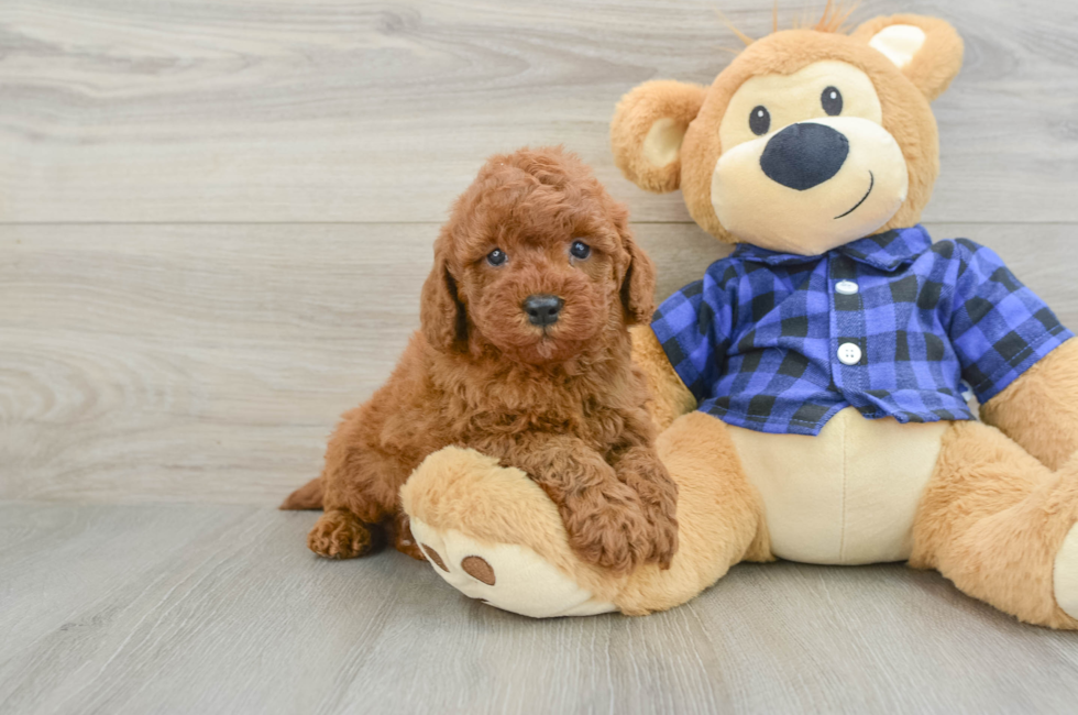 6 week old Mini Irish Doodle Puppy For Sale - Simply Southern Pups