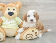 5 week old Mini Irish Doodle Puppy For Sale - Simply Southern Pups