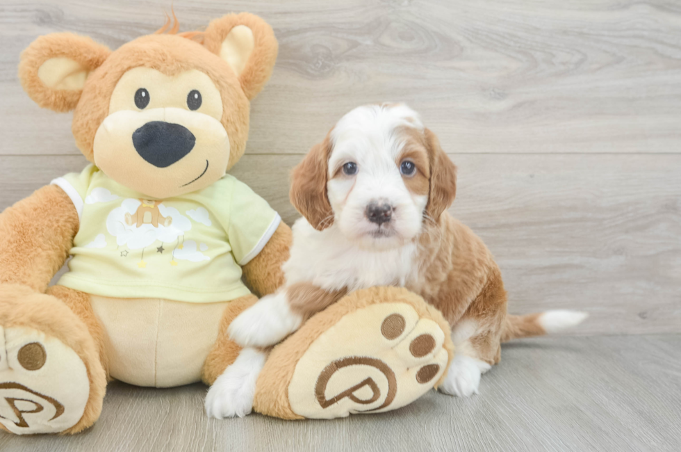 5 week old Mini Irish Doodle Puppy For Sale - Simply Southern Pups