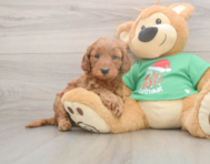 5 week old Mini Irish Doodle Puppy For Sale - Simply Southern Pups