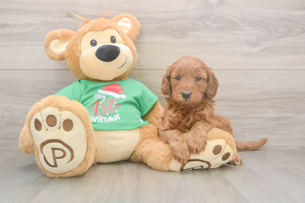 Mini Irish Doodle Puppy for Adoption