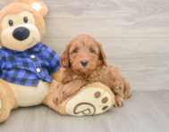 5 week old Mini Irish Doodle Puppy For Sale - Simply Southern Pups