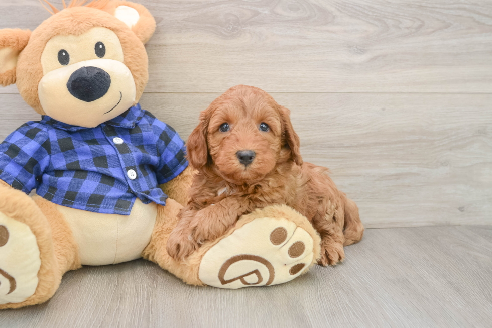 Best Mini Irish Doodle Baby