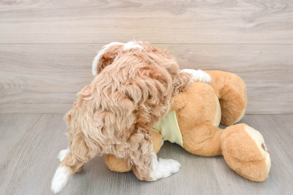 Best Mini Irish Doodle Baby