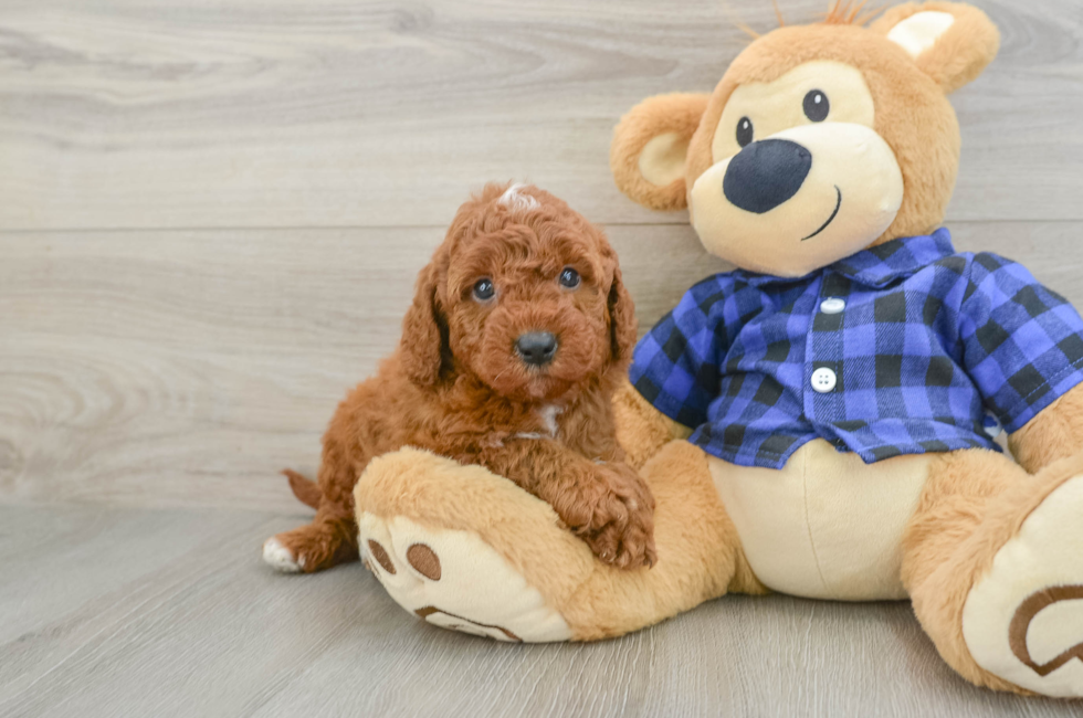 6 week old Mini Irish Doodle Puppy For Sale - Simply Southern Pups