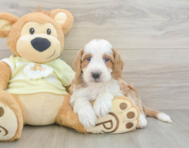 5 week old Mini Irish Doodle Puppy For Sale - Simply Southern Pups