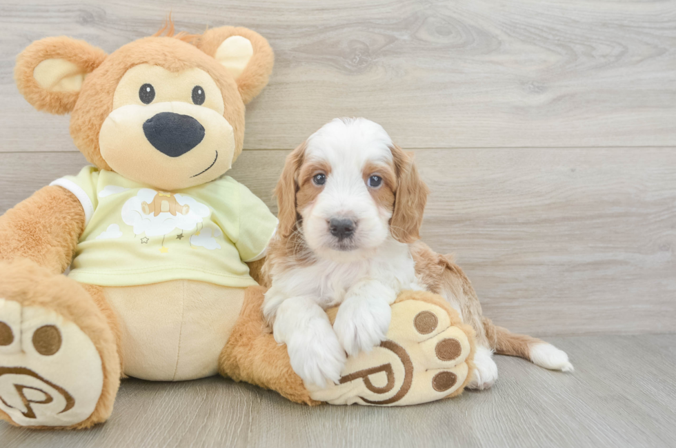 5 week old Mini Irish Doodle Puppy For Sale - Simply Southern Pups