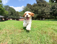 9 week old Mini Irish Doodle Puppy For Sale - Simply Southern Pups