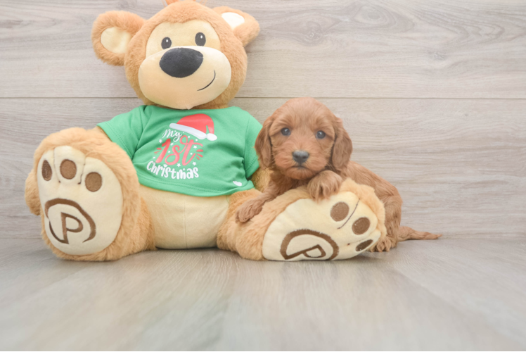 Adorable Mini Irishdoodle Poodle Mix Puppy